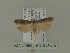  ( - BC ZSM Lep 87639)  @12 [ ] CreativeCommons - Attribution Non-Commercial Share-Alike (2015) Unspecified SNSB, Zoologische Staatssammlung Muenchen