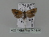  ( - BC ZSM Lep 87674)  @12 [ ] CreativeCommons - Attribution Non-Commercial Share-Alike (2015) Unspecified SNSB, Zoologische Staatssammlung Muenchen