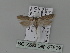  ( - BC ZSM Lep 87699)  @12 [ ] CreativeCommons - Attribution Non-Commercial Share-Alike (2015) Unspecified SNSB, Zoologische Staatssammlung Muenchen