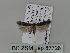  ( - BC ZSM Lep 87728)  @12 [ ] CreativeCommons - Attribution Non-Commercial Share-Alike (2015) Unspecified SNSB, Zoologische Staatssammlung Muenchen