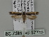  ( - BC ZSM Lep 87756)  @13 [ ] CreativeCommons - Attribution Non-Commercial Share-Alike (2015) Unspecified SNSB, Zoologische Staatssammlung Muenchen