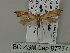 ( - BC ZSM Lep 87777)  @12 [ ] CreativeCommons - Attribution Non-Commercial Share-Alike (2015) Unspecified SNSB, Zoologische Staatssammlung Muenchen