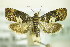  (Pammene gallicolana - BC ZSM Lep 87787)  @14 [ ] Unspecified (default): All Rights Reserved  Unspecified Unspecified