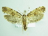  ( - BC ZSM Lep 87833)  @14 [ ] CreativeCommons - Attribution Non-Commercial Share-Alike (2015) Unspecified SNSB, Zoologische Staatssammlung Muenchen