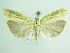  ( - BC ZSM Lep 87835)  @13 [ ] CreativeCommons - Attribution Non-Commercial Share-Alike (2015) Unspecified SNSB, Zoologische Staatssammlung Muenchen