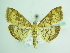  ( - BC ZSM Lep 87839)  @14 [ ] CreativeCommons - Attribution Non-Commercial Share-Alike (2015) Unspecified SNSB, Zoologische Staatssammlung Muenchen