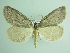  ( - BC ZSM Lep 87845)  @13 [ ] CreativeCommons - Attribution Non-Commercial Share-Alike (2015) Unspecified SNSB, Zoologische Staatssammlung Muenchen
