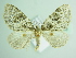  ( - BC ZSM Lep 87848)  @12 [ ] CreativeCommons - Attribution Non-Commercial Share-Alike (2015) Unspecified SNSB, Zoologische Staatssammlung Muenchen