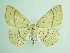  ( - BC ZSM Lep 87851)  @12 [ ] CreativeCommons - Attribution Non-Commercial Share-Alike (2015) Unspecified SNSB, Zoologische Staatssammlung Muenchen
