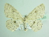  ( - BC ZSM Lep 87853)  @13 [ ] CreativeCommons - Attribution Non-Commercial Share-Alike (2015) Unspecified SNSB, Zoologische Staatssammlung Muenchen