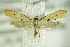  ( - BC ZSM Lep 89232)  @13 [ ] CreativeCommons - Attribution Non-Commercial Share-Alike (2015) Unspecified SNSB, Zoologische Staatssammlung Muenchen