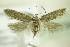  ( - BC ZSM Lep 89296)  @14 [ ] Unspecified (default): All Rights Reserved  Unspecified Unspecified