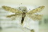  ( - BC ZSM Lep 89299)  @11 [ ] Unspecified (default): All Rights Reserved  Unspecified Unspecified