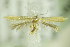  (Tischeria ekebladella - BC ZSM Lep 89338)  @14 [ ] CreativeCommons - Attribution Non-Commercial Share-Alike (2015) Unspecified SNSB, Zoologische Staatssammlung Muenchen