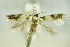  ( - BC ZSM Lep 89389)  @12 [ ] Unspecified (default): All Rights Reserved  Unspecified Unspecified