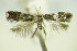  ( - BC ZSM Lep 89395)  @12 [ ] Unspecified (default): All Rights Reserved  Unspecified Unspecified