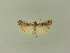  (Phycita strigata - BC ZSM Lep 92921)  @14 [ ] CreativeCommons - Attribution Non-Commercial Share-Alike (2016) Unspecified SNSB, Zoologische Staatssammlung Muenchen