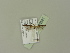  ( - BC ZSM Lep 92961)  @12 [ ] CreativeCommons - Attribution Non-Commercial Share-Alike (2016) Unspecified SNSB, Zoologische Staatssammlung Muenchen