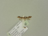  ( - BC ZSM Lep 92965)  @11 [ ] CreativeCommons - Attribution Non-Commercial Share-Alike (2016) Unspecified SNSB, Zoologische Staatssammlung Muenchen
