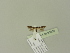  ( - BC ZSM Lep 93006)  @12 [ ] CreativeCommons - Attribution Non-Commercial Share-Alike (2016) Unspecified SNSB, Zoologische Staatssammlung Muenchen