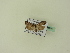  ( - BC ZSM Lep 95106)  @12 [ ] CreativeCommons - Attribution Non-Commercial Share-Alike (2016) SNSB, Staatliche Naturwissenschaftliche Sammlungen Bayerns ZSM (SNSB, Zoologische Staatssammlung Muenchen)