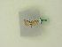  ( - BC ZSM Lep 95108)  @11 [ ] CreativeCommons - Attribution Non-Commercial Share-Alike (2016) SNSB, Staatliche Naturwissenschaftliche Sammlungen Bayerns ZSM (SNSB, Zoologische Staatssammlung Muenchen)