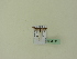  ( - BC ZSM Lep 95114)  @12 [ ] CreativeCommons - Attribution Non-Commercial Share-Alike (2016) SNSB, Staatliche Naturwissenschaftliche Sammlungen Bayerns ZSM (SNSB, Zoologische Staatssammlung Muenchen)