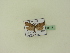  ( - BC ZSM Lep 95118)  @12 [ ] CreativeCommons - Attribution Non-Commercial Share-Alike (2016) SNSB, Staatliche Naturwissenschaftliche Sammlungen Bayerns ZSM (SNSB, Zoologische Staatssammlung Muenchen)