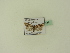  ( - BC ZSM Lep 95138)  @12 [ ] CreativeCommons - Attribution Non-Commercial Share-Alike (2016) SNSB, Staatliche Naturwissenschaftliche Sammlungen Bayerns ZSM (SNSB, Zoologische Staatssammlung Muenchen)