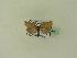  ( - BC ZSM Lep 95151)  @12 [ ] CreativeCommons - Attribution Non-Commercial Share-Alike (2016) SNSB, Staatliche Naturwissenschaftliche Sammlungen Bayerns ZSM (SNSB, Zoologische Staatssammlung Muenchen)