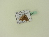  ( - BC ZSM Lep 95157)  @12 [ ] CreativeCommons - Attribution Non-Commercial Share-Alike (2016) SNSB, Staatliche Naturwissenschaftliche Sammlungen Bayerns ZSM (SNSB, Zoologische Staatssammlung Muenchen)