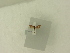  ( - BC ZSM Lep 84009)  @12 [ ] CreativeCommons - Attribution Non-Commercial Share-Alike (2016) SNSB, Staatliche Naturwissenschaftliche Sammlungen Bayerns ZSM (SNSB, Zoologische Staatssammlung Muenchen)