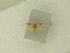  ( - BC ZSM Lep 84033)  @12 [ ] CreativeCommons - Attribution Non-Commercial Share-Alike (2016) SNSB, Staatliche Naturwissenschaftliche Sammlungen Bayerns ZSM (SNSB, Zoologische Staatssammlung Muenchen)