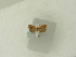  ( - BC ZSM Lep 84039)  @12 [ ] CreativeCommons - Attribution Non-Commercial Share-Alike (2016) SNSB, Staatliche Naturwissenschaftliche Sammlungen Bayerns ZSM (SNSB, Zoologische Staatssammlung Muenchen)