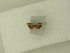  ( - BC ZSM Lep 84059)  @12 [ ] CreativeCommons - Attribution Non-Commercial Share-Alike (2016) SNSB, Staatliche Naturwissenschaftliche Sammlungen Bayerns ZSM (SNSB, Zoologische Staatssammlung Muenchen)