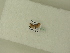  ( - BC ZSM Lep 84081)  @12 [ ] CreativeCommons - Attribution Non-Commercial Share-Alike (2016) SNSB, Staatliche Naturwissenschaftliche Sammlungen Bayerns ZSM (SNSB, Zoologische Staatssammlung Muenchen)
