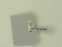  ( - BC ZSM Lep 87920)  @12 [ ] CreativeCommons - Attribution Non-Commercial Share-Alike (2016) SNSB, Staatliche Naturwissenschaftliche Sammlungen Bayerns ZSM (SNSB, Zoologische Staatssammlung Muenchen)
