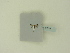  ( - BC ZSM Lep 87935)  @12 [ ] CreativeCommons - Attribution Non-Commercial Share-Alike (2016) SNSB, Staatliche Naturwissenschaftliche Sammlungen Bayerns ZSM (SNSB, Zoologische Staatssammlung Muenchen)