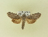  ( - BC ZSM Lep 91406)  @13 [ ] CreativeCommons - Attribution Non-Commercial Share-Alike (2016) SNSB, Staatliche Naturwissenschaftliche Sammlungen Bayerns ZSM (SNSB, Zoologische Staatssammlung Muenchen)