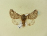  ( - BC ZSM Lep 91413)  @12 [ ] CreativeCommons - Attribution Non-Commercial Share-Alike (2016) SNSB, Staatliche Naturwissenschaftliche Sammlungen Bayerns ZSM (SNSB, Zoologische Staatssammlung Muenchen)