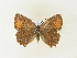  ( - BC ZSM Lep 91418)  @13 [ ] CreativeCommons - Attribution Non-Commercial Share-Alike (2016) SNSB, Staatliche Naturwissenschaftliche Sammlungen Bayerns ZSM (SNSB, Zoologische Staatssammlung Muenchen)