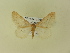  ( - BC ZSM Lep 91424)  @12 [ ] CreativeCommons - Attribution Non-Commercial Share-Alike (2016) SNSB, Staatliche Naturwissenschaftliche Sammlungen Bayerns ZSM (SNSB, Zoologische Staatssammlung Muenchen)