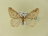  ( - BC ZSM Lep 91425)  @11 [ ] CreativeCommons - Attribution Non-Commercial Share-Alike (2016) SNSB, Staatliche Naturwissenschaftliche Sammlungen Bayerns ZSM (SNSB, Zoologische Staatssammlung Muenchen)