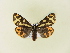  ( - BC ZSM Lep 91466)  @13 [ ] CreativeCommons - Attribution Non-Commercial Share-Alike (2016) SNSB, Staatliche Naturwissenschaftliche Sammlungen Bayerns ZSM (SNSB, Zoologische Staatssammlung Muenchen)