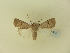  ( - BC ZSM Lep 91473)  @12 [ ] CreativeCommons - Attribution Non-Commercial Share-Alike (2016) SNSB, Staatliche Naturwissenschaftliche Sammlungen Bayerns ZSM (SNSB, Zoologische Staatssammlung Muenchen)