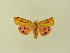  (Diacrisia metelkana - BC ZSM Lep 91488)  @13 [ ] CreativeCommons - Attribution Non-Commercial Share-Alike (2016) SNSB, Staatliche Naturwissenschaftliche Sammlungen Bayerns ZSM (SNSB, Zoologische Staatssammlung Muenchen)