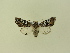  ( - BC ZSM Lep 91490)  @13 [ ] CreativeCommons - Attribution Non-Commercial Share-Alike (2016) SNSB, Staatliche Naturwissenschaftliche Sammlungen Bayerns ZSM (SNSB, Zoologische Staatssammlung Muenchen)