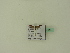 ( - BC ZSM Lep 94842)  @11 [ ] CreativeCommons - Attribution Non-Commercial Share-Alike (2016) SNSB, Staatliche Naturwissenschaftliche Sammlungen Bayerns ZSM (SNSB, Zoologische Staatssammlung Muenchen)