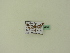  ( - BC ZSM Lep 94906)  @12 [ ] CreativeCommons - Attribution Non-Commercial Share-Alike (2016) SNSB, Staatliche Naturwissenschaftliche Sammlungen Bayerns ZSM (SNSB, Zoologische Staatssammlung Muenchen)