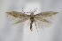  ( - BC ZSM Lep 94931)  @14 [ ] CreativeCommons - Attribution Non-Commercial Share-Alike (2016) SNSB, Staatliche Naturwissenschaftliche Sammlungen Bayerns ZSM (SNSB, Zoologische Staatssammlung Muenchen)
